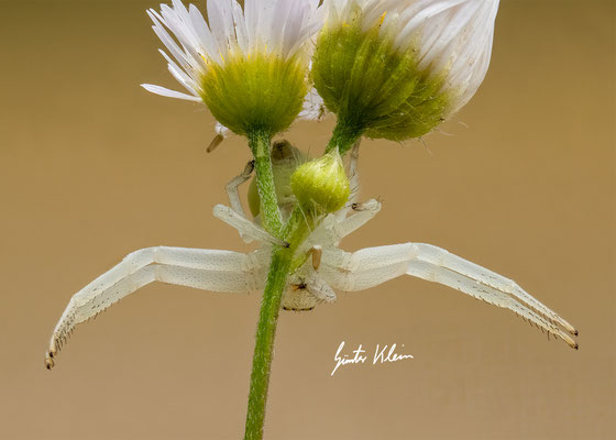 Krabbenspinne