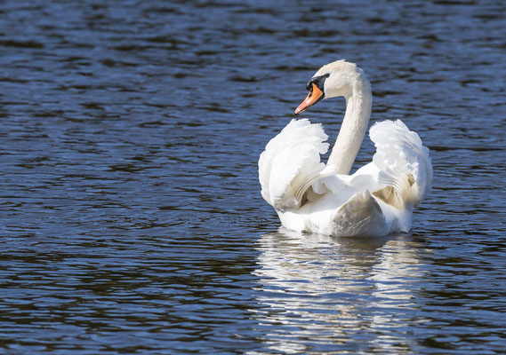 Höckerschwan
