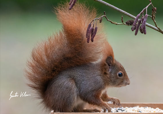 Eichhörnchen