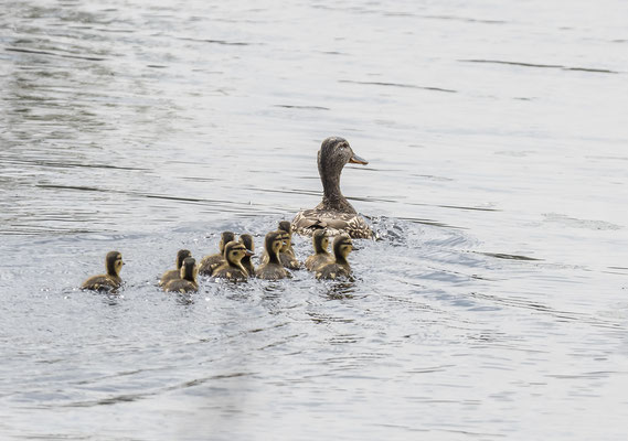 Stockente mit Nachwuchs