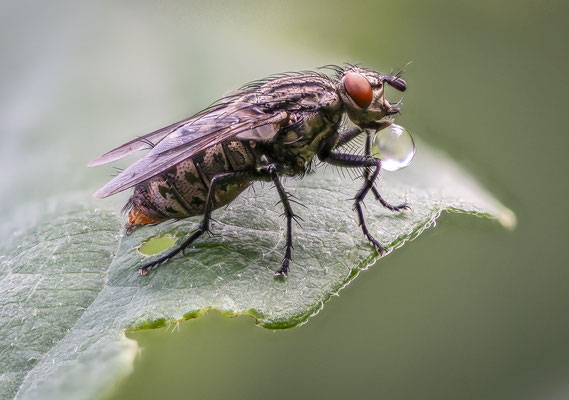 Fliege mit Verdauungstropfen
