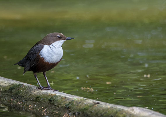 Wasseramsel