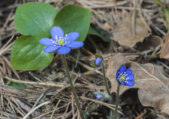 Leberblümchen