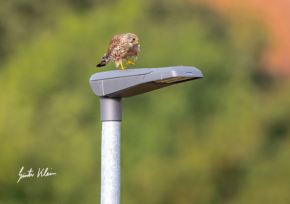 Turmfalke mit Wühlmaus
