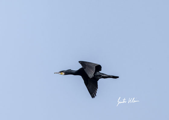 Kormoran