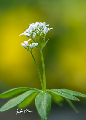 Waldmeister
