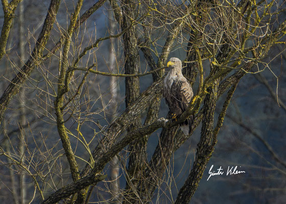 Seeadler