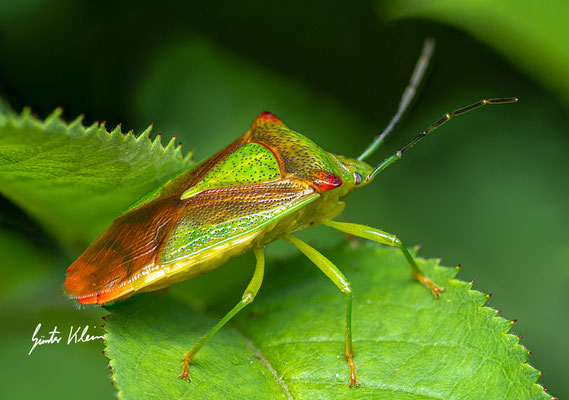 Bunte Blattwanze