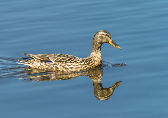 Stockente weibchen