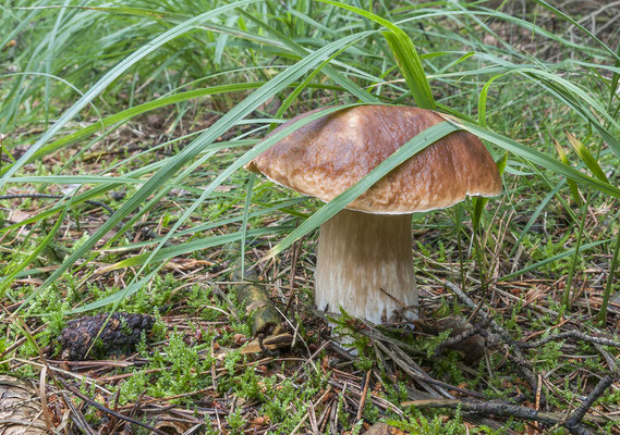 Steinpilz