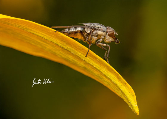 Fliege