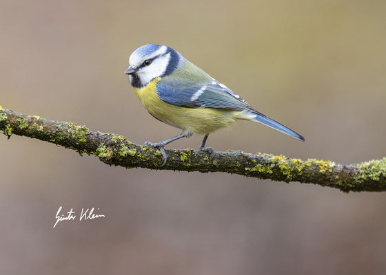 Blaumeise