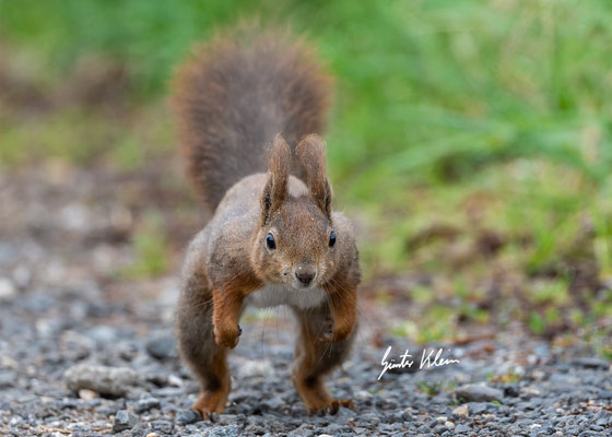 Eichhörnchen
