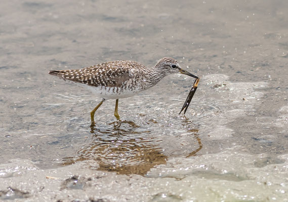 Bruchwasserläufer