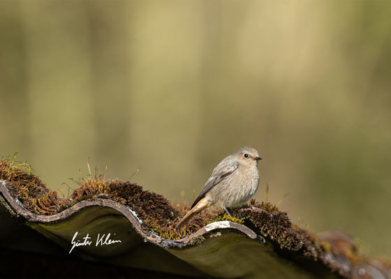 weibchen
