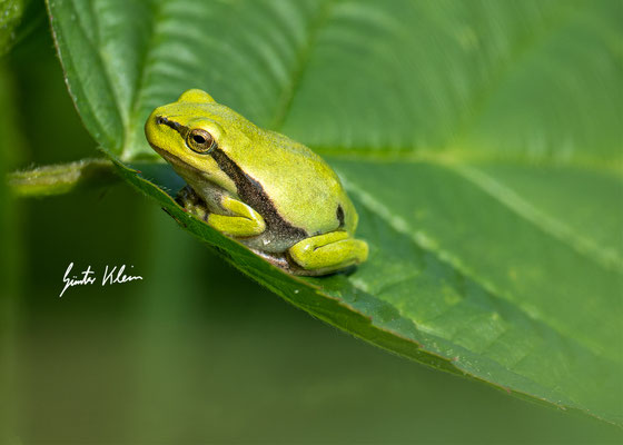 Laubfrosch