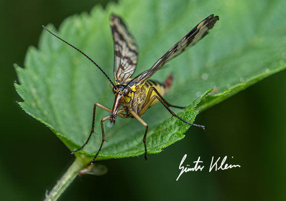 Skorpionsfliege