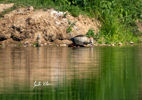 Nilgans Paarung