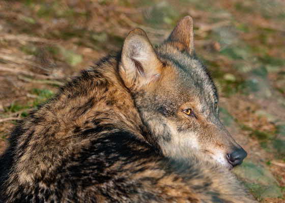 Wolf