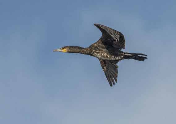 Kormoran