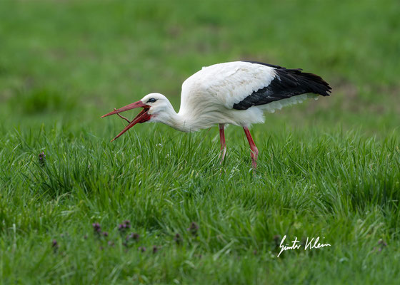 Weißstorch