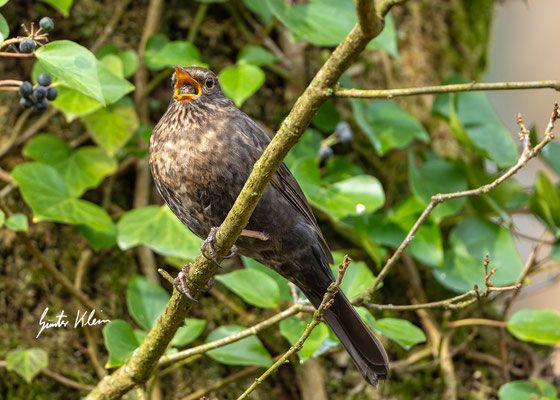 Amsel ( weibchen )