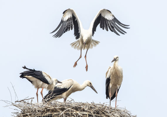 Jungvögel