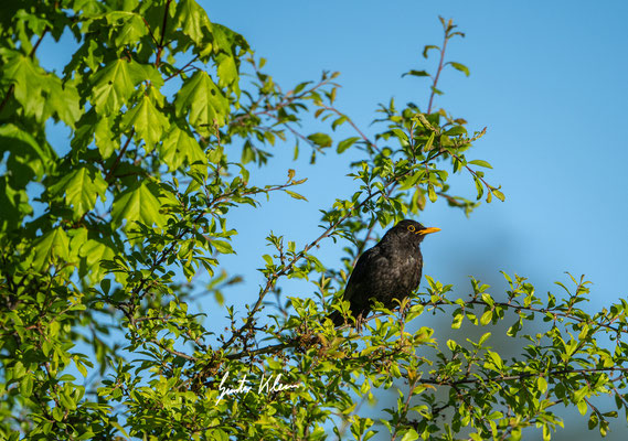 Amsel