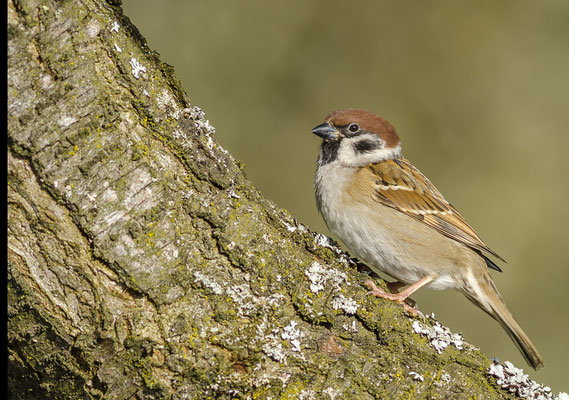 Feldsperling