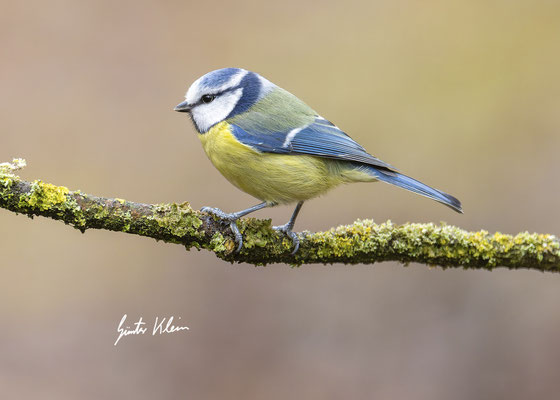 Blaumeise