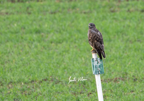 Mäusebussard