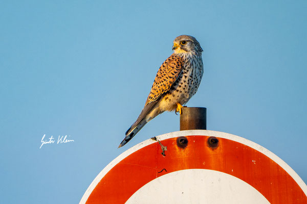 Turmfalke