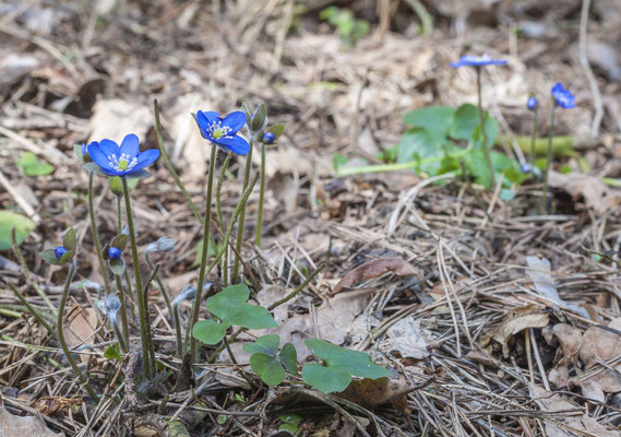 Leberblümchen