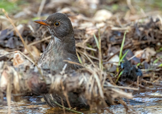 Amsel weibchen