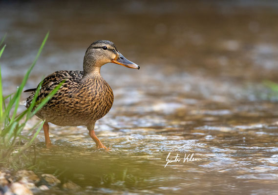 Stockente weibchen