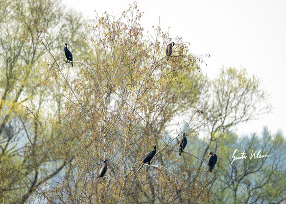 Kormoran