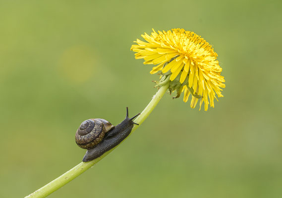 Löwenzahn mit Schnecke