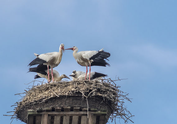 Weißstorch