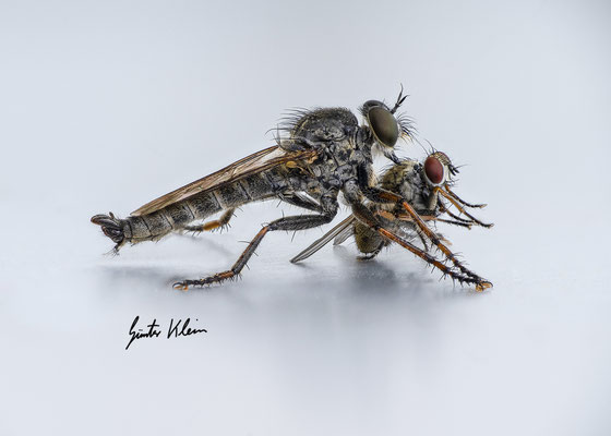 Gemeine Raubfliege