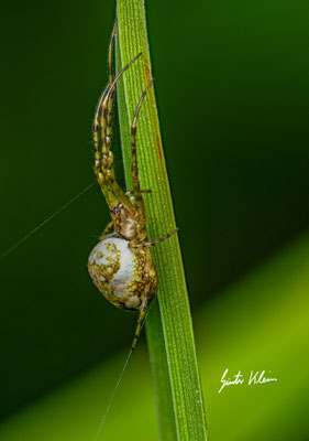 Spinne am Teich