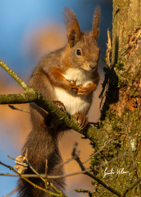 Eichhörnchen