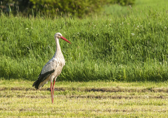 Weißstorch