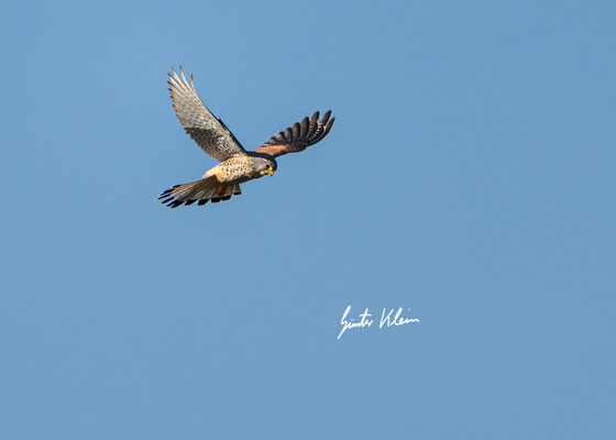 Turmfalke