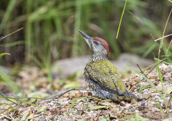 Grünspecht Jungvogel