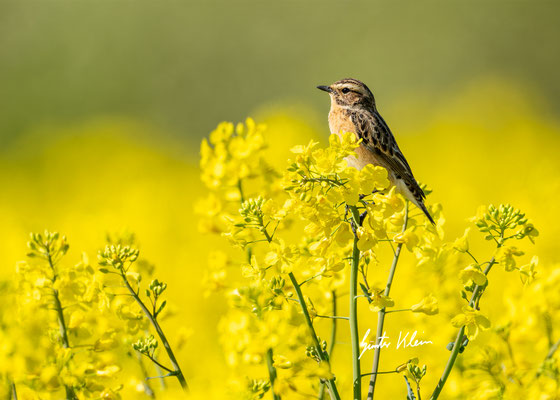 Braunkehlchen