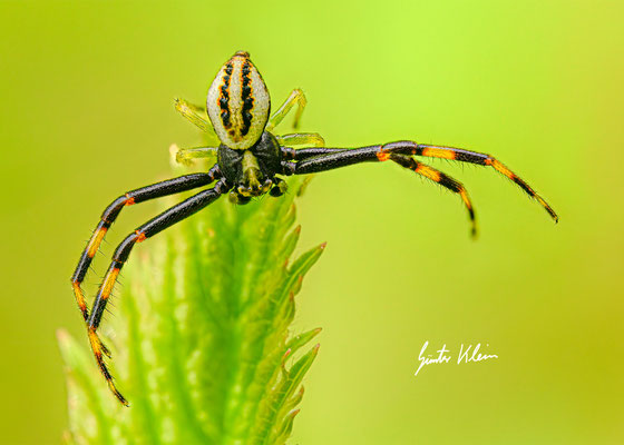 Krabbenspinne