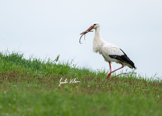 Wei8storch