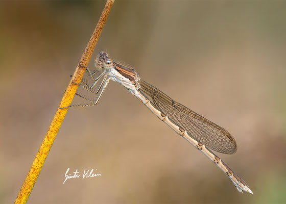 Gemeine Winterlibelle