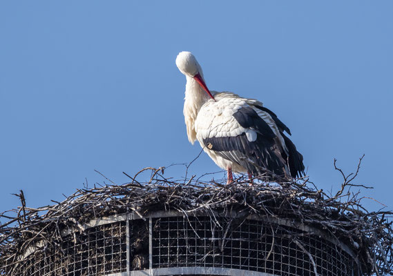 Weißstorch