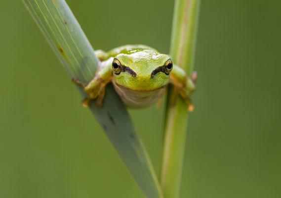 Europäischer Laubfrosch